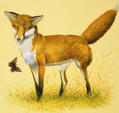 Fox and Butterfly by English School